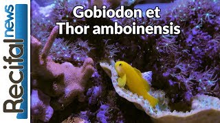 VLOG11 Sébastien  Gobiodon okinawae et Thor amboinensis [upl. by Manup]