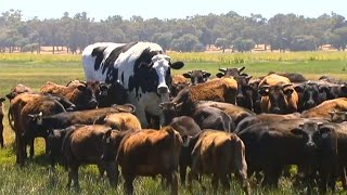 This Enormous Giant Cow in Australia Is Too Big for a Slaughterhouse [upl. by Ytak]