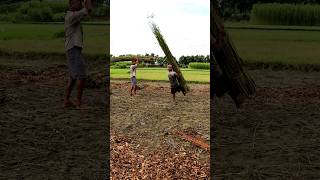 Amazing Farmers Busy for Retting Jute Plants shorts [upl. by Nihcas]