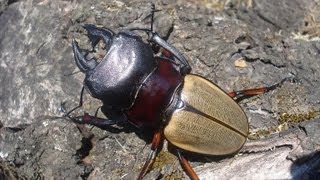 Odontolabis femoralis waterstradti  Stag Beetle  Hirschkäfer [upl. by Dyann]