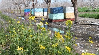 Enhancing Almond Pollination with Cover Crops [upl. by Anairam460]