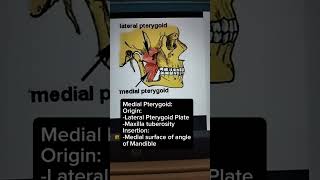 Muscles of Mastication in less than 60 seconds song grossanatomy bonesday crackingbonesmandible [upl. by Anele]