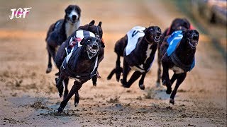 Dog racing  Greyhounds Track race [upl. by Michon]