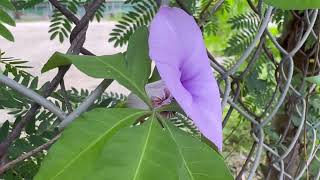 Flowers ｜Ipomoea cairica 五爪金龍 ｜commonly seen in streets ｜Hong Kong [upl. by Pauline]