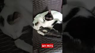 TheyAreAdorable 🥰huggables MyPets shorts video viral trending [upl. by Domph]