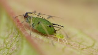 Aphid Live Birth  Macro Video  Photography  Panasonic  Raynox  Macro Shots [upl. by Archaimbaud]