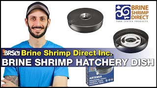 Hatch your own live saltwater fish food Brine Shrimp Direct Hatchery Dish amp BRS Brine Shrimp Eggs [upl. by Anicul]