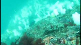 Humboldt County Freedive Spearfishing [upl. by Htedirem]