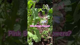 Pink flowers emerging on my Blue Borage plant Never seen this beforegrowmorein2024 summer2024 [upl. by Nosyk293]