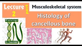 2dHistology of Cancellous bone [upl. by Chak]