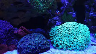 Innovative Marine 15 gallon saltwater aquarium reef update [upl. by Tabitha367]