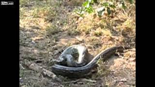 Leopard killing a huge python [upl. by Peta57]