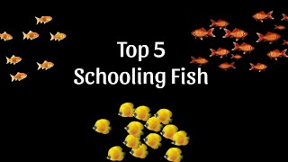 Top 5 Best Schooling Fish for Aquariums Perfect for Community Tanks [upl. by Clauddetta]