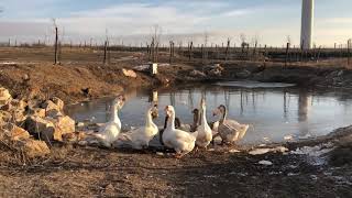 06012019OLYMPUS farm todayKholmogory geese toulouse geese tula geese amp embden geese [upl. by Mariande430]