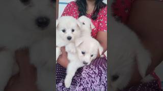 💞Good quality Spitz 1 Female 2 male puppy available RS 💞pH 9539951338 [upl. by Qifahs]