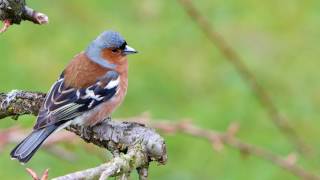 Great Nature Watch Chaffinch Song [upl. by Kenley910]