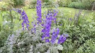 Delphinium and Nepeta plant combination for cottage garden [upl. by Sheng]