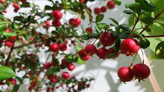 Growing Chilean Guava picking amp tasting these wonderful berries Last years cuttings are thriving [upl. by Llerryt]