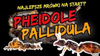 PHEIDOLE PALLIDULA  Jak hodować [upl. by Ark621]