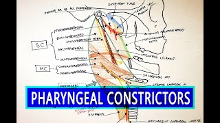 Pharyngeal Constrictors  Pharynx Anatomy [upl. by Frisse84]