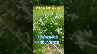 Horseradish homestead garden gardening horseradish saskatchewan perennial farming [upl. by Jasisa]