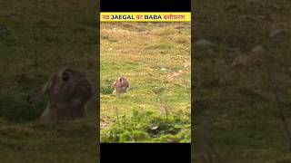 stoat and rabbit  stoat vs rabbit wild animals  stoat vs  national geographic wild shorts [upl. by Michi]