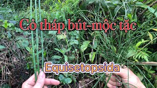 Cây tháp bútmộc tặc Equisetopsida loài dược liệu chữa bệnh viêm cầu thậnphù thũng hiệu quả [upl. by Aillicirp]