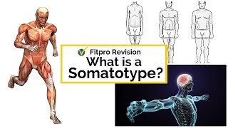 Level 2 Principles Exam What is a somatotype [upl. by Lourdes]