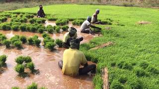 How Rice is Made  Step by Step Growing Rice Paddy Farming South India [upl. by Raveaux]