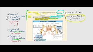 Lecture Video 3 Autonomic Nervous System ANS [upl. by Eeral793]