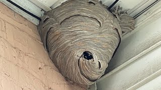 Duct tape vs Hornet nest trapping them inside [upl. by Otrepur688]