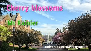 【シアトルをお散歩】ワシントン大学の桜とMt レーニア 【Stroll in Seattle】Cherry blossom and Mt Rainier in the UW [upl. by Northway]