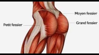 EXERCICE CUISSE amp FESSIER MUSCLER [upl. by Melena]