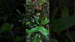 Mountain Dayflowerതാന്നിക്കഇഞ്ചി Dictyospermum montanum gardenvibes nature roadside flowers [upl. by Okihcim610]