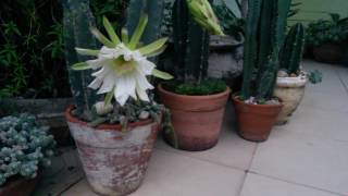 Cacti and Succulents  Mandacaru Cereus jamacaru Brazilian cactus [upl. by Arikat]