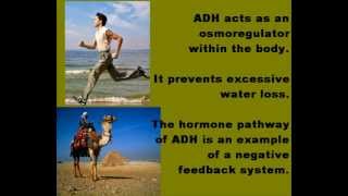 Antidiuretic Hormone ADH Osmoregulation [upl. by Cthrine]