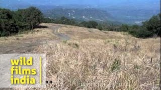 Reiek grasslands Sandy loamy heavily leached soil [upl. by Elisabet]