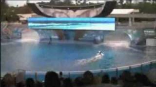 Sea World Trainer Death Video Real [upl. by Mandeville]