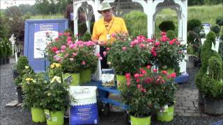 How to Care for Knock Out Roses [upl. by Gayleen270]