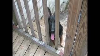 I had to exile my dog off the deck so I could sweep [upl. by Link]