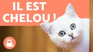 Essayer De Ne Pas Rire  Vidéos Drôles de Chats et de Chiens 60 [upl. by Corabelle599]