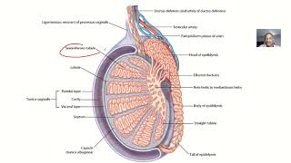 Embryology Histology and physiology of leydig cells [upl. by Aleina645]