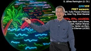 Microscopy Fluorescent Proteins Roger Tsien [upl. by Mair]