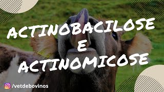 Diferença da Actinomicose e Actinobacilose 017 [upl. by Kizzee]