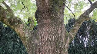 Common ash  entire tree  September 2024 [upl. by Ancilin]