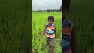 Aaj Ghuma Ghuma Ke Chotu ko dhaan khet Dekha Unga new short video [upl. by Sirovaj600]