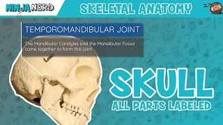 Skull Anatomy  With Labels Updated Version [upl. by Nnagrom]