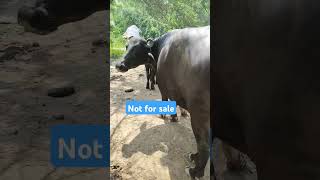 5 star jotti2nd lection baffulo Sonudairyfarm183 [upl. by Atnamas]