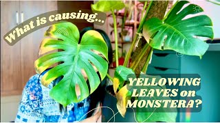 Fixing yellowing leaves on Monstera Deliciosa unpotting checking roots changing soil 🪴🌿 [upl. by Morse]