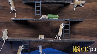 Cat Tv games for cats to watch cute mice hide amp seek and play on screen 4k UHD 8 hours [upl. by Ennaed]